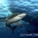 shark_silky_far_jar_h_0098_cub1375.jpg